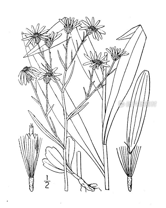 古董植物学植物插图:Aster Faxoni, Faxon's Aster